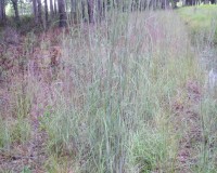 andropogon ternarius.jpg